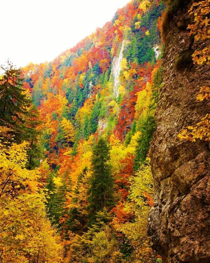 Mountain Vista Suites Zărneşti 외부 사진